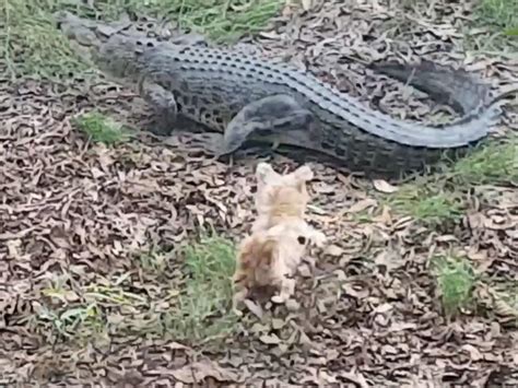 LUCIE COUNTY, Fla. . Dog gets eaten by alligator video
